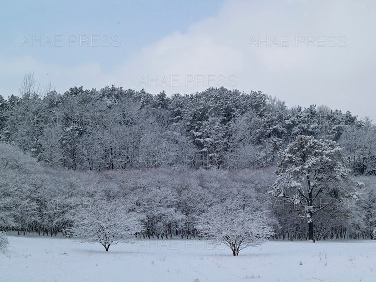 Woods in WInter