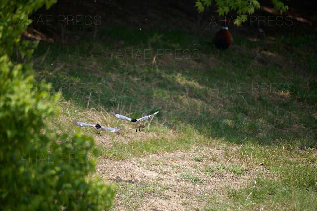 Azure-winged Magpies