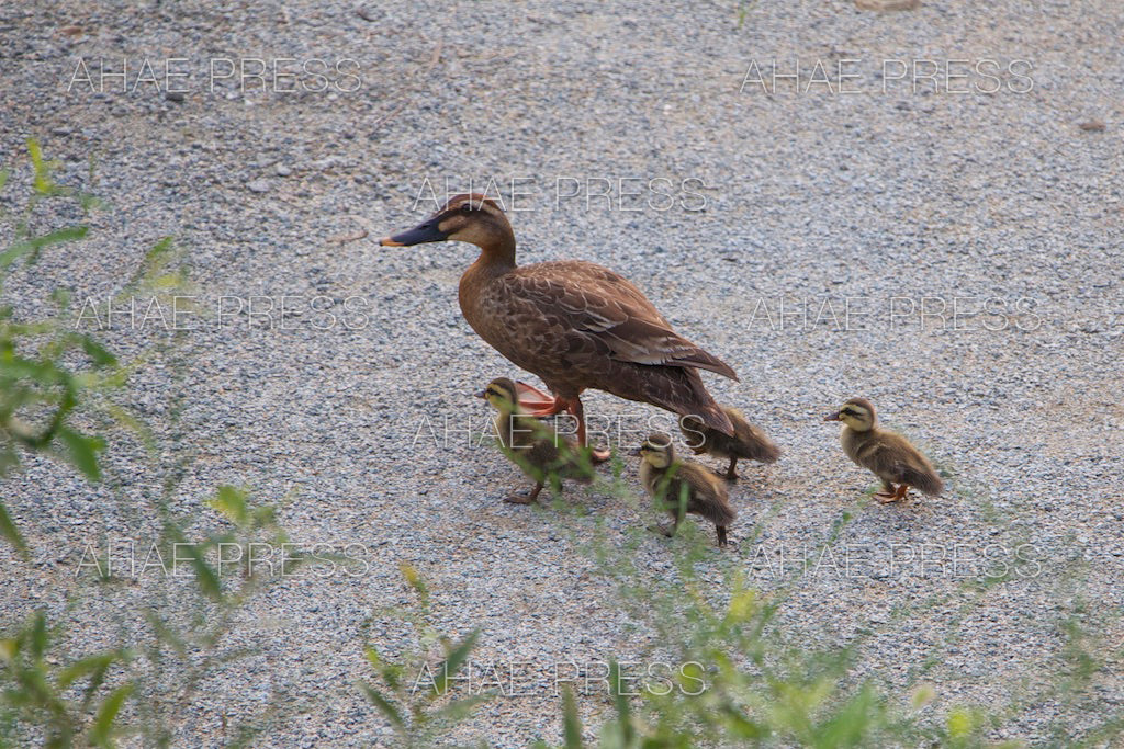 Spot-billed Ducks