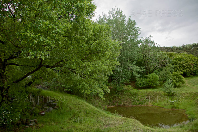 Woods in Spring