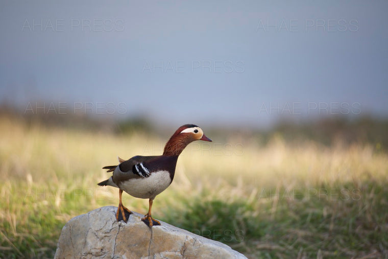 Male Mandarin Duck