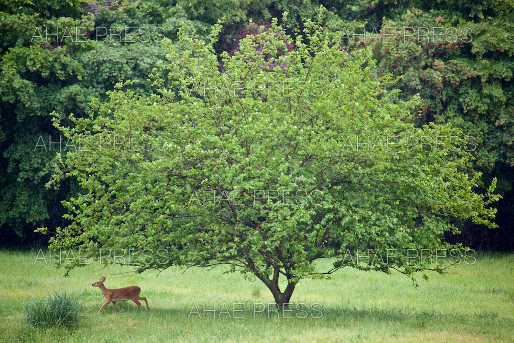 Water Deer