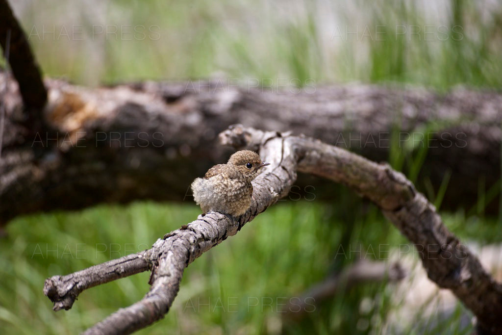 Young Daurian Redstart