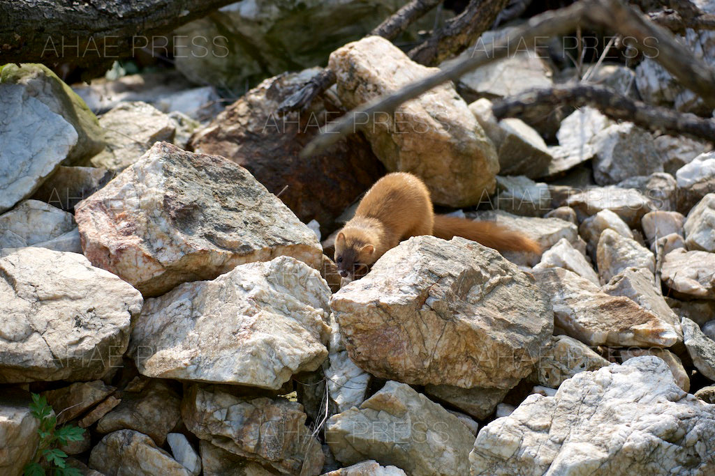 Weasel