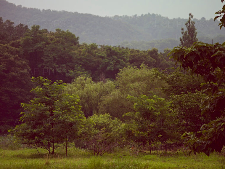 Woods in Summer