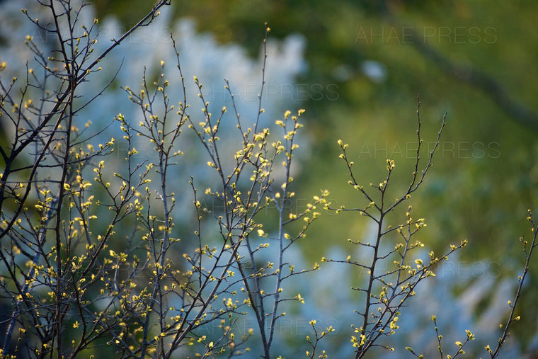 Spring Branches