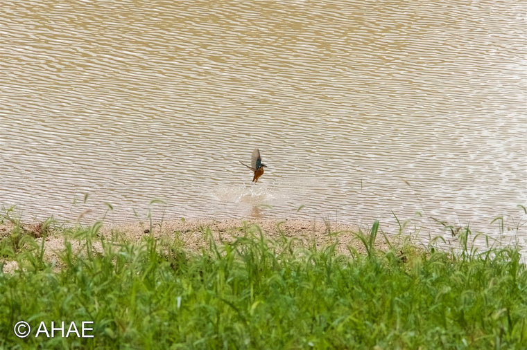 Common Kingfisher (2010)