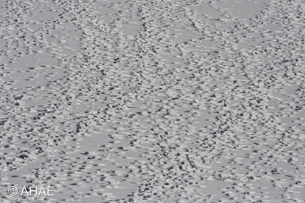 Animal Tracks (2013)