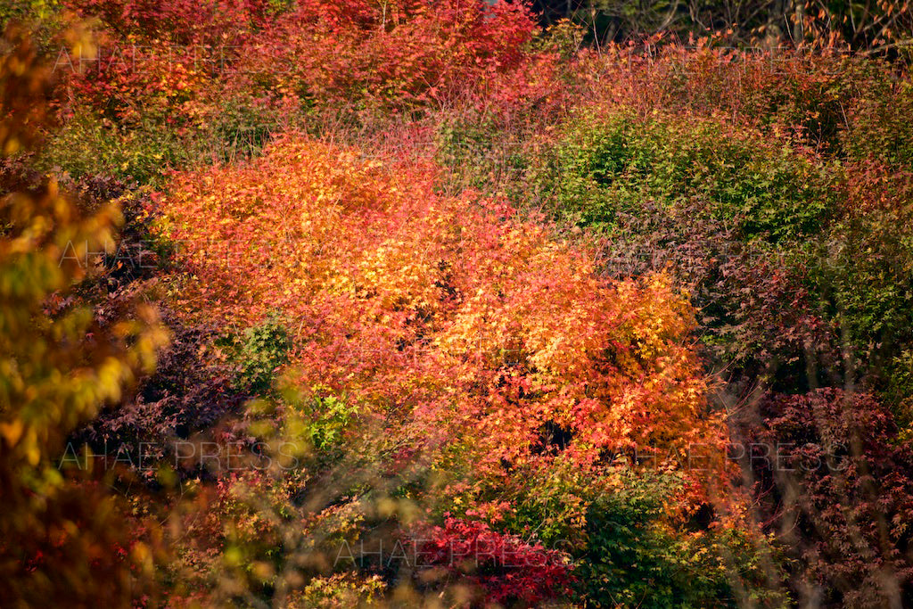 Maple Trees in Autumn