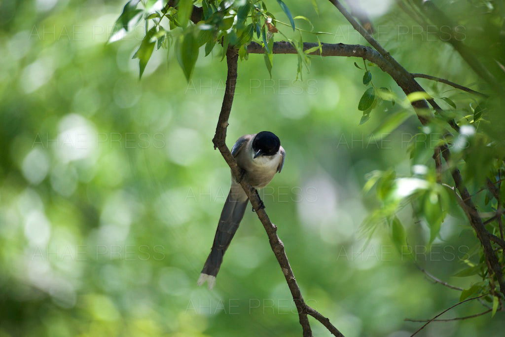 Azure-winged Magpie