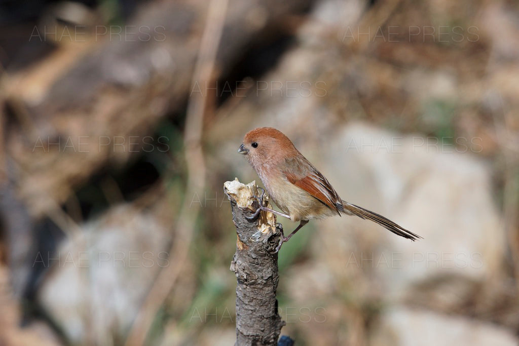 Vinous-throated Parrotbill