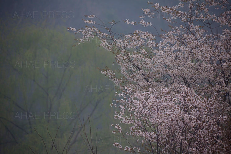 Cherry Blossom Tree
