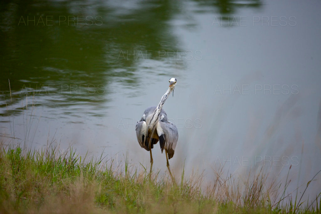 Grey Heron