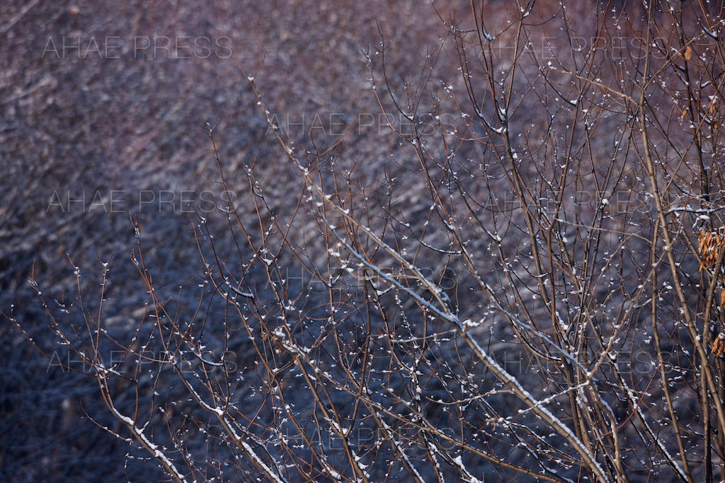 Branches in Winter