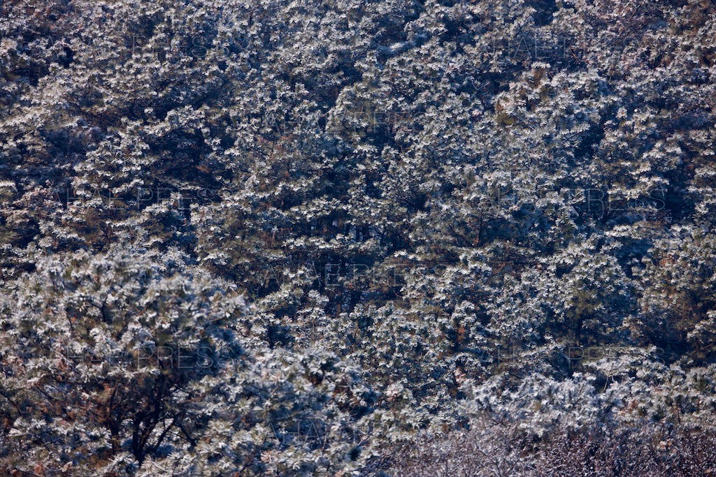Trees in Winter