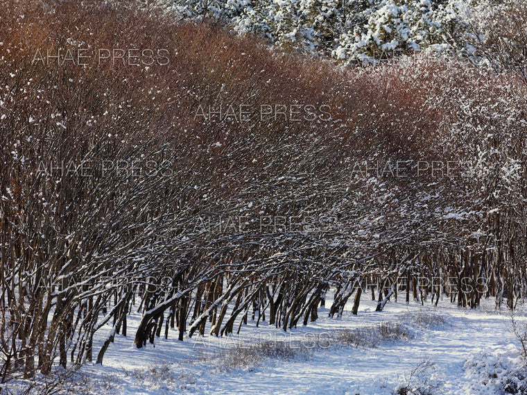 Maple Trees in Winter