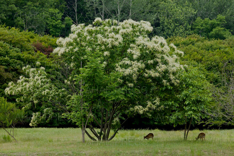Water Deer