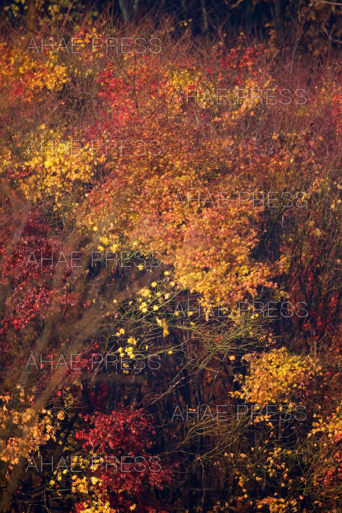 Maple Trees in Autumn