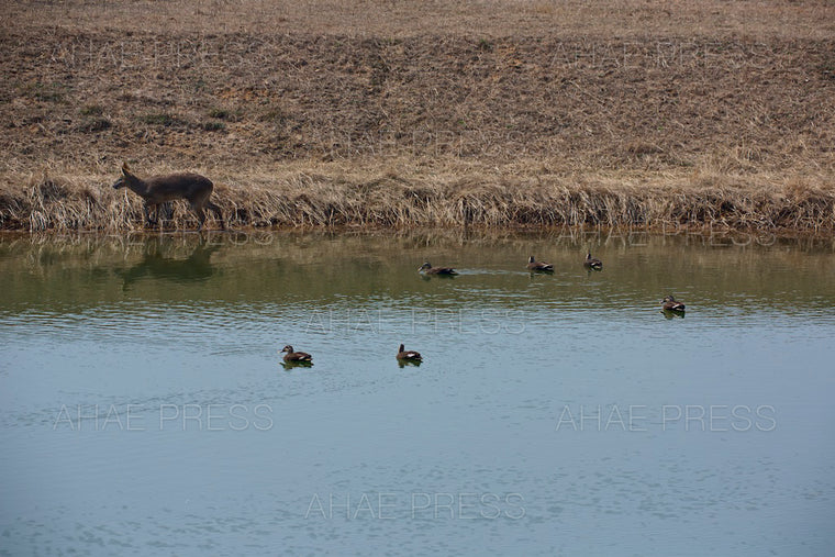 Water Deer and Spot-billed Ducks