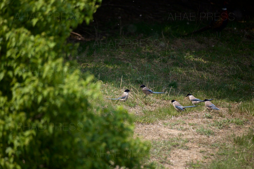 Azure-winged Magpies