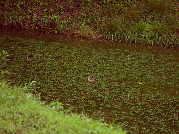 Spot-billed Duck