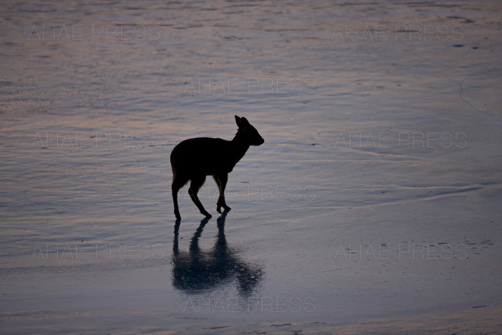 Water Deer on Frozen Pond