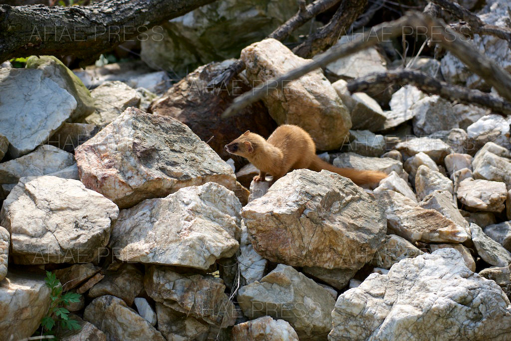 Weasel