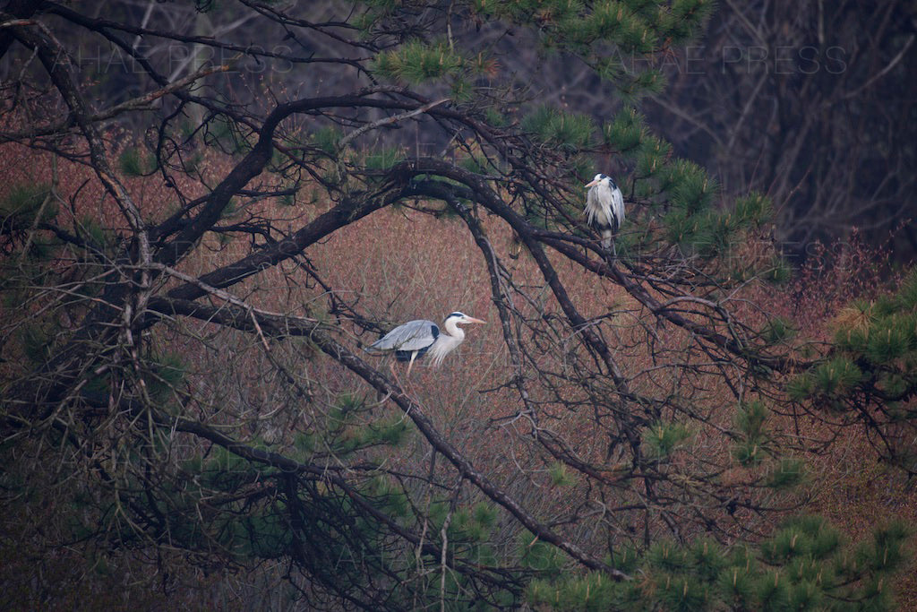 Grey Herons