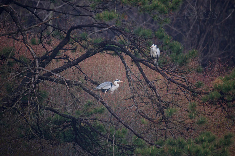 Grey Herons