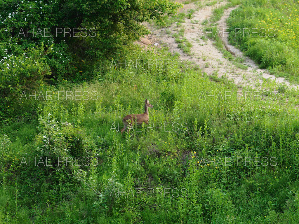 Water Deer