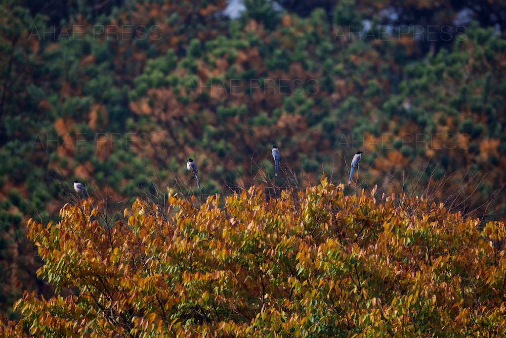 Azure-winged Magpies