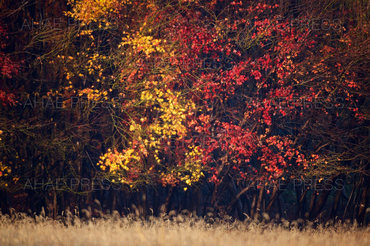 Maple Trees in Autumn