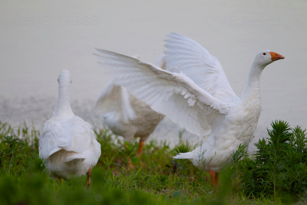 Geese