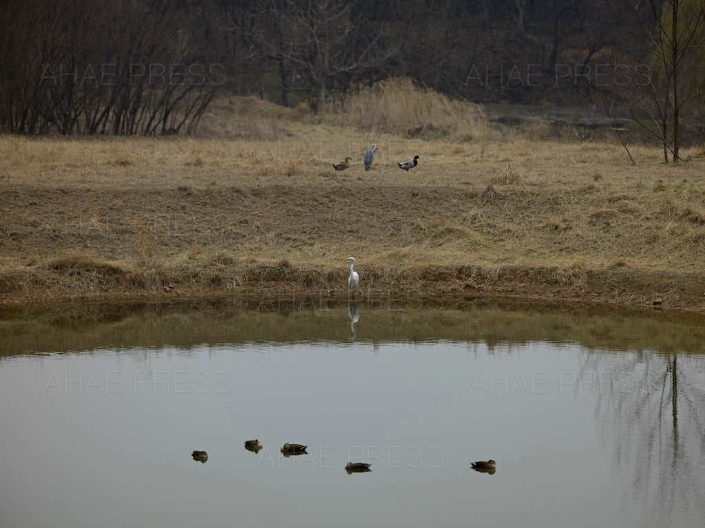 Egret, Grey Heron and Ducks
