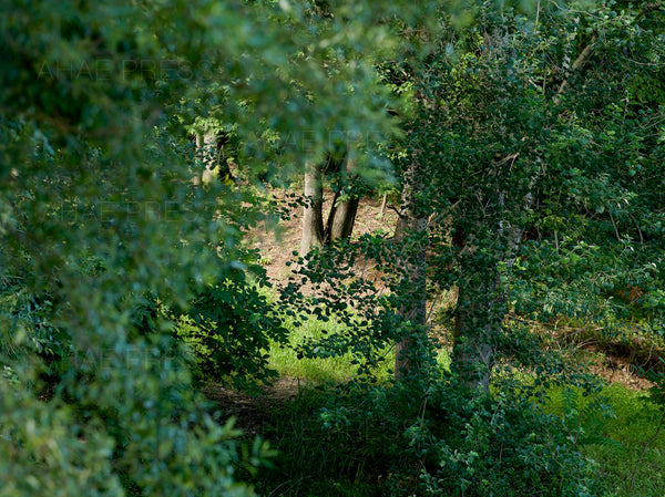 Trees – Ahae