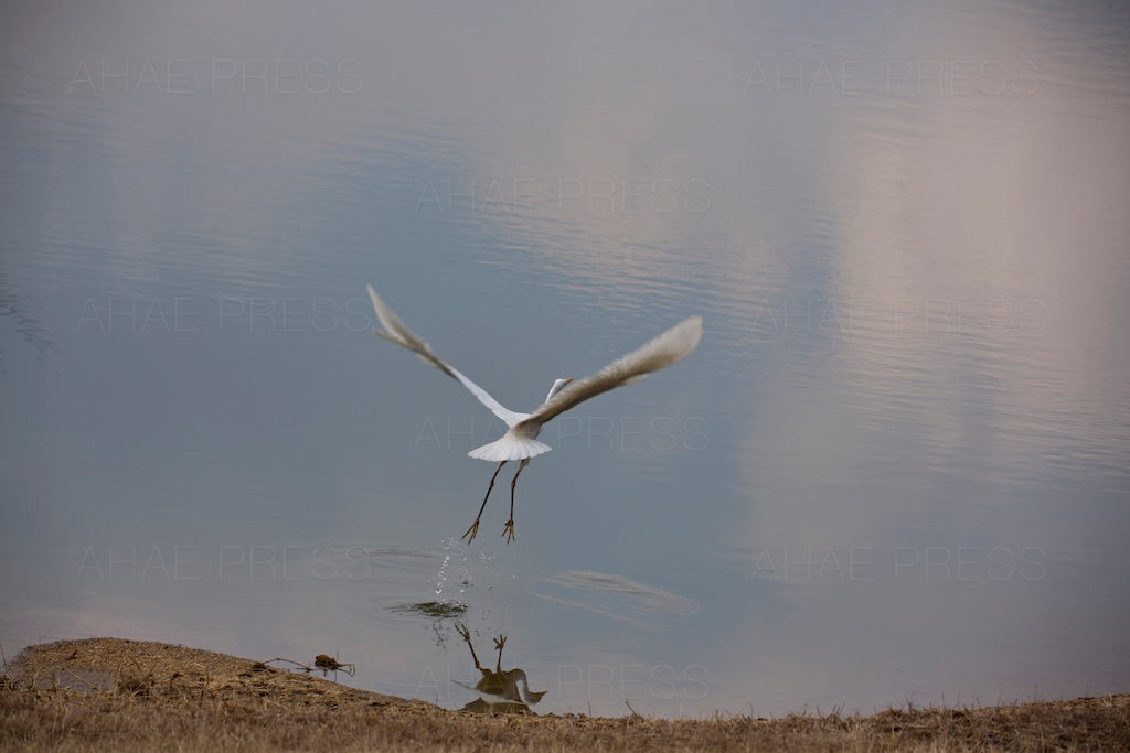 Egret