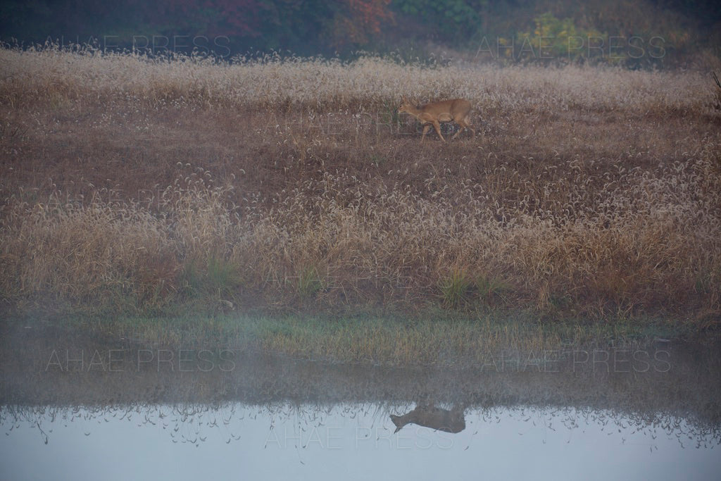 Water Deer