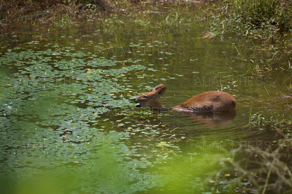 Water Deer