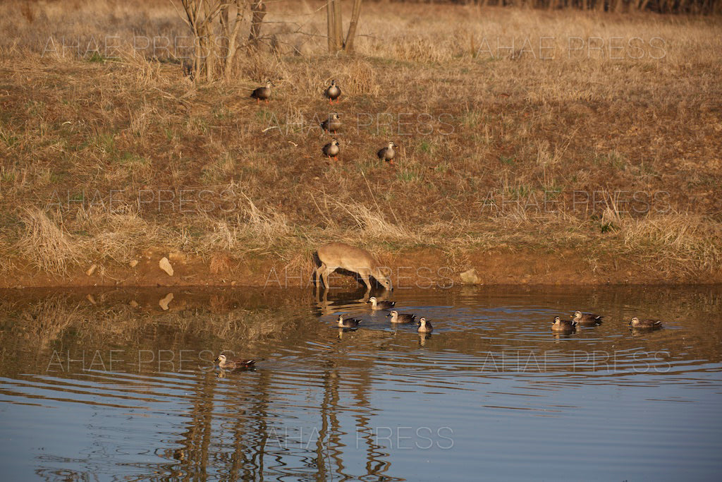 Water Deer and Spot-billed Ducks