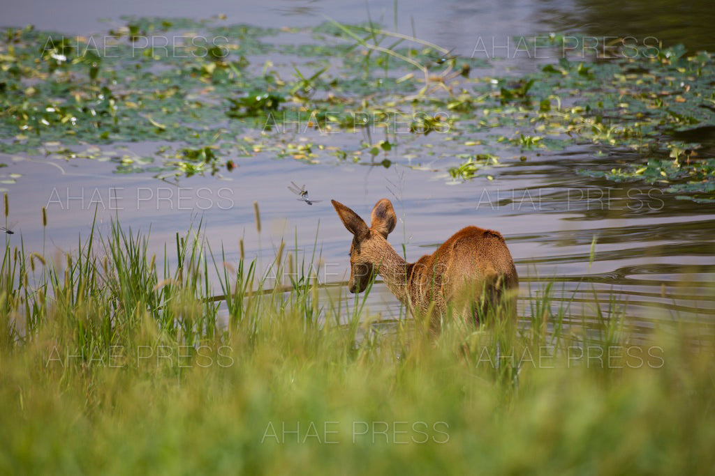 Water Deer and Dragonflies