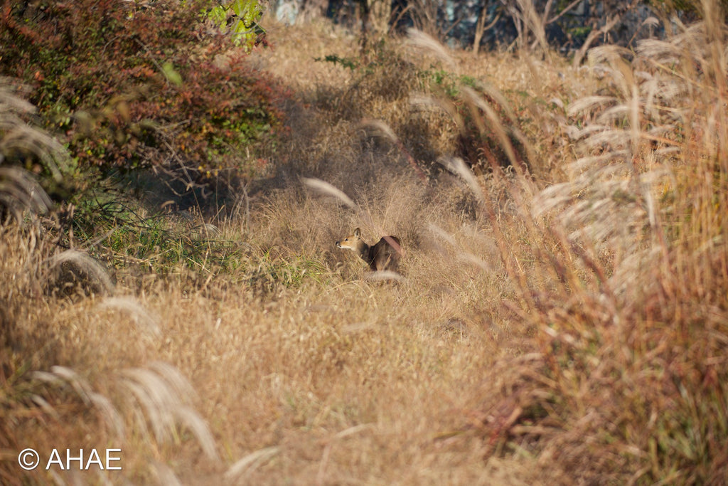 Water Deer, on Art Canvas (36 x 54" – 914 x 1372mm)