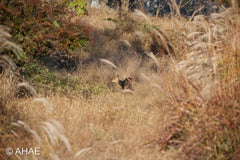 Water Deer, on Art Canvas (36 x 54" – 914 x 1372mm)
