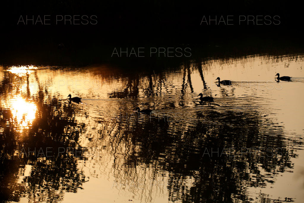 Reflection and Spot-billed Ducks