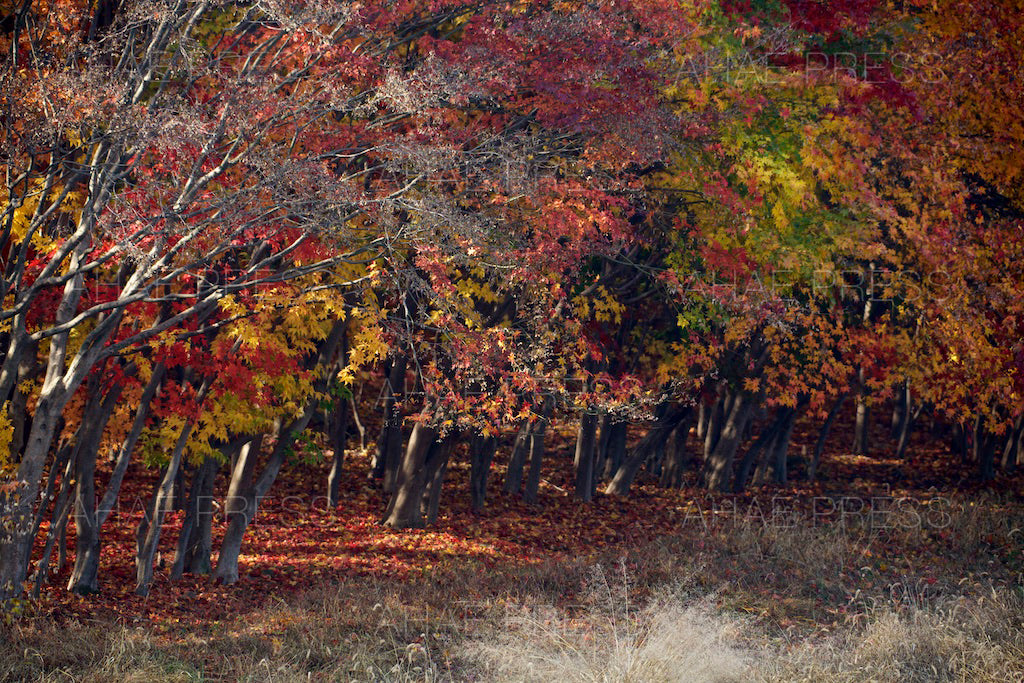 Maple Trees in Autumn