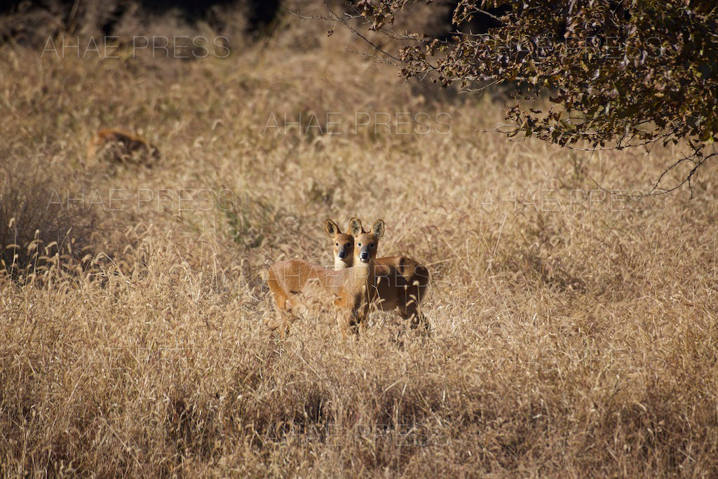 Water Deer