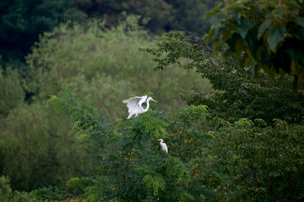Egrets
