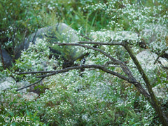 Great Tit (2010)