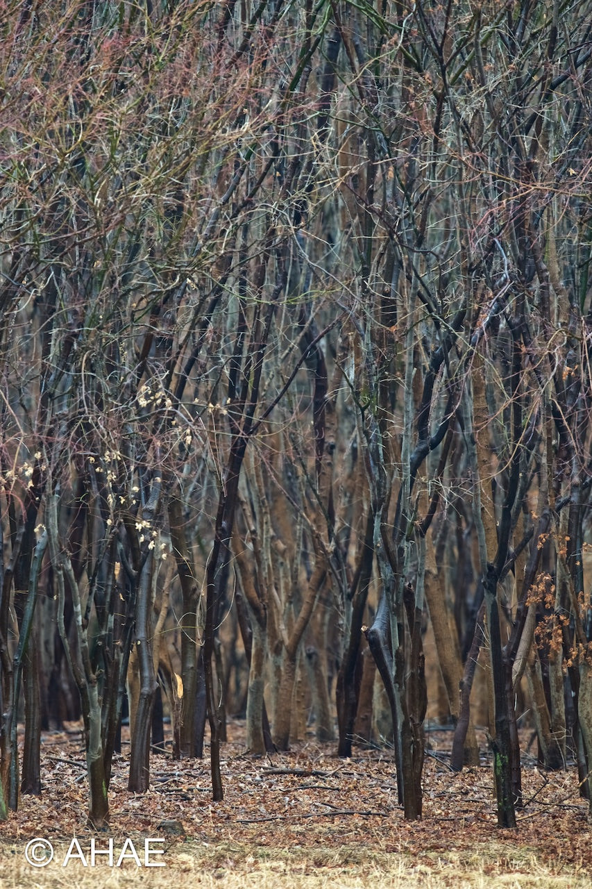 Maple Trees (2012)