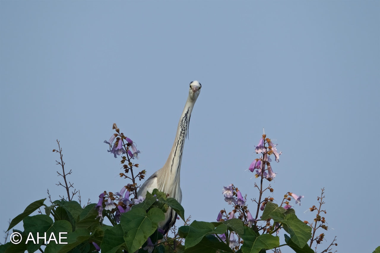 Grey Heron on Paulownia Tree (2010) – Ahae