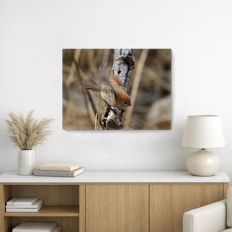 Vinous-throated Parrotbill, on Art Canvas (16 x 24